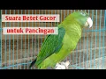 Download Lagu Suara Betet Memancing Betet yang Macet/ Malas Bunyi
