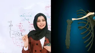 أحياء الصف الثالث الثانوي الهيكل الطرفي الحزام الصدرى و الحوضي و الطرفان العلويان و السفليان 