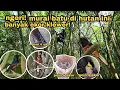 Download Lagu POIN lagi dan lagi banyak burung murai batu ngeloloh anakan di lokasi ini