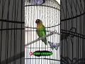 Download Lagu masteran suara lovebird paud fighter ngekek panjang durasi