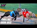 Irish Greyhound Racing 480m Thrilling Dog Race Highlights