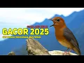 Download Lagu Suara Anis Merah Gacor 2025 - Full Durasi untuk Masteran