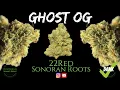 Ghost OG Strain Review - 22Red