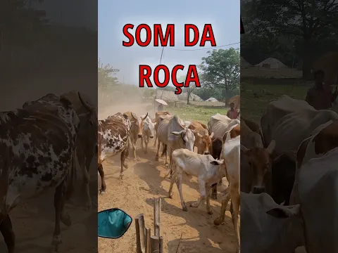 SERTANEJO RAIZ | O Melhor Da Viola Caipira (Originais)