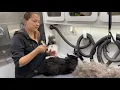Cat brush-out deshedding