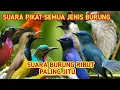Download Lagu Suara pikat burung ribut | pikat semua jenis burung | burung besar \u0026 kecil pasti datang