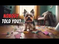 8 Things NO ONE tells you about owning a Yorkie