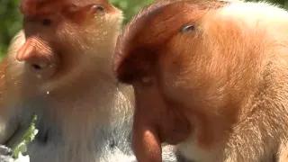 proboscis monkey big nose