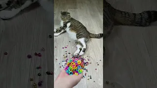 Cat Barsik 🔥 Marbles 🌈 Satisfying Reverse video ASMR