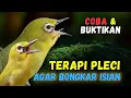 Lagu Pleci RIBUT Cocok Buat Terapi Pleci Bahan dan Pancingan Pleci Malas Bunyi