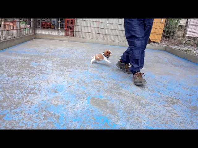 動画