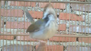 burung ciang ciang jantan gacor suara variasi