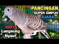 Download Lagu Perkutut Lokal Gacor Suara Besar Pancingan Burung Perkutut Agar Cepat Bunyi.