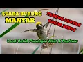 Download Lagu SUARA PIKAT DAN MASTERAN BURUNG MANYAR, burung manyar gacor, burung manyar kepala emas, pikat manyar