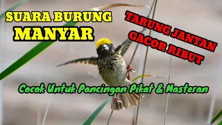 suara pikat dan masteran burung manyar burung manyar gacor burung manyar kepala emas pikat manyar
