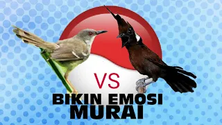 suara ciblek saut sautan dengan cililin awas ancaman