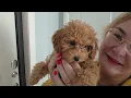 🥹 My daughter was gifted THIS MIRACLE! 🐩❤️ How can you not fall in love?! A100 and Tespi store re...