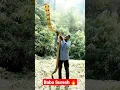 Baba suresh 🔥 king cobra 😱master#shorts #youtubeshorts #kingcobra #snake