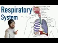 Respiratory System Structure and Function