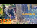 Download Lagu Nhờ sự hỗ trợ của nhiều người Vua Khỉ Miền Tây đã cưa cây Sao lớn an toàn ! Cutting golden oak