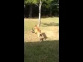 Dog plays with partridge in Norwood submitted by Donna McGinnis