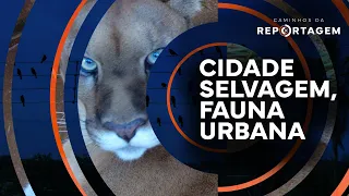 Cidade selvagem, fauna urbana | Caminhos da Reportagem