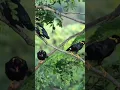 Download Lagu pikat beo,di serbu banyak beo #birds #sulingsakti #kicaumania #burung #animals #wildlife