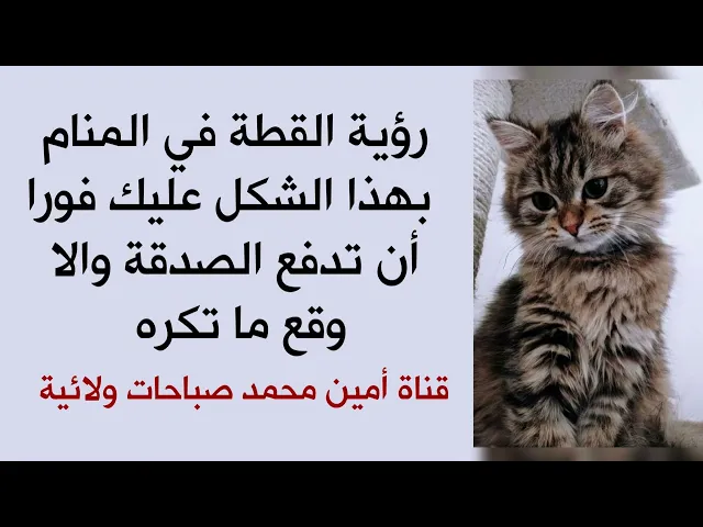 ⁣إحذر ان ترى القطة في المنام بهذا الشكل عليك فورا أن تدفع الصدقة وإلا وقعت فيما تكره