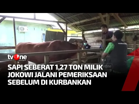Sapi Kurban Milik Presiden Jokowi Jalani Serangkaian Pemeriksaan Jelang Idul Adha