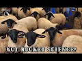 Quality Lambs At Ewetopia Farms Keep Feed Simple