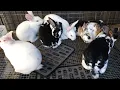 Standard Rex rabbits update