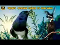 Download Lagu kacer gacor NGEPLONG Pagi-Pagi Pancingan dan Pikat Sangat Ampuh
