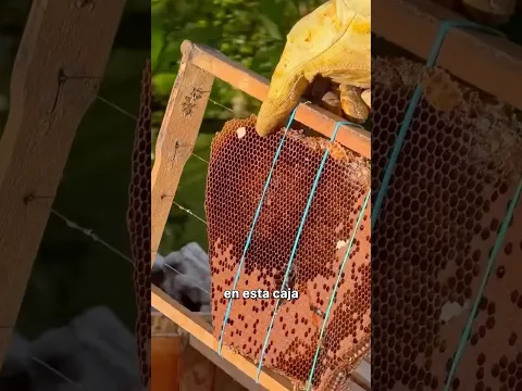 Así se hace la miel 🩸🍯