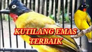 Download burung kutilang emas betina gacor suara tajam memanggil jantan MP3