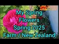 Lagu My Flowers at Home Sring 2025  #farmgarden #midspring2025 #newzealand #farmlife #nature #beautiful