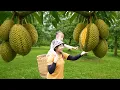 Download Lagu Woman Single Help Lost Baby - Harvesting Giant Durian Musang King | Lucia New Life