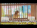 Download Lagu CUMA BERAWAL DARI BURUNG OMBYOKAN || SEMEWAH INI KALO SUDAH GACOR DI PASAR BURUNG PRAMUKA  MP3
