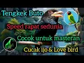 TENGKEK BUTO speed rapet sedunia masteran cocok untuk masteran cucak ijo \u0026 love bird