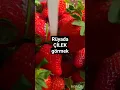 Download Lagu Çilek Rüyası Size Ne Getirir? Şaşırtıcı Yorum!