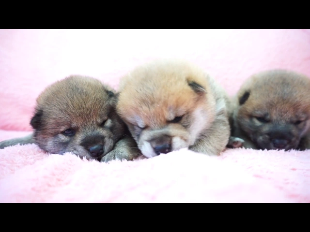 動画