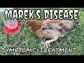 Marek s Disease in a chicken What are symptoms