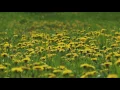 Download Lagu Relaxing Sounds of Bees and Birds / Bees Collecting Pollen 1 Hour