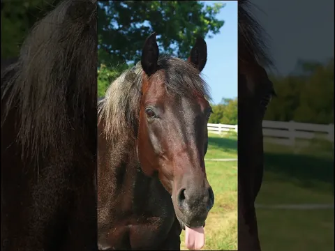 The mare power of Running Springs! #katievanslyke #mares #horses #aqha