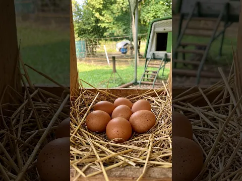 Hai mai pensato di allevare delle galline in casa?