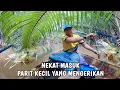 Download Lagu Kawanan udang galah diparit kecil | mancing udang galah