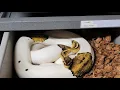 Emoji Pied Ball Python Laid Eggs Egg Removal and Setup These Eggs are HUGE On World Snake Day