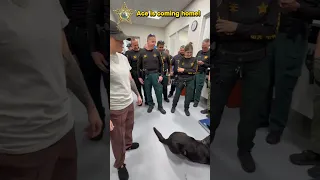 K9 Ace is bandaged-up and going home Vet hospital release on August 9 2026