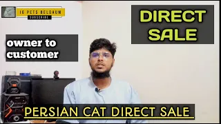 Download how to sale persian cat | how to sell persian cat | ig pets MP3