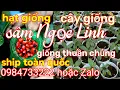Lagu Cây giống sâm Ngọc Linh - Hạt giống sâm Ngọc Linh
