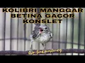Lagu KOLIBRI MANGGAR BETINA GACOR KONSLET | ISIAN GEREJA | SPEED RAPAT